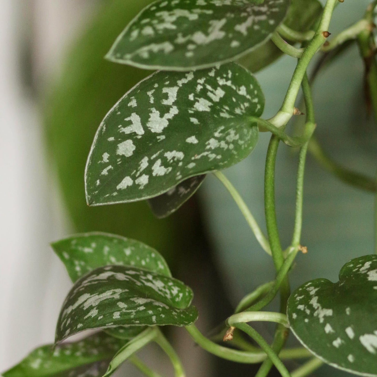 Live Pothos Plants (4PK) Indoor Plants Live Houseplants Mix Pack, Pothos Live Plant Box, Epipremnum Aureum, House Plants Indoors Live Plants, Real Plant Decor, Devils Ivy Vine by Plants for Pets