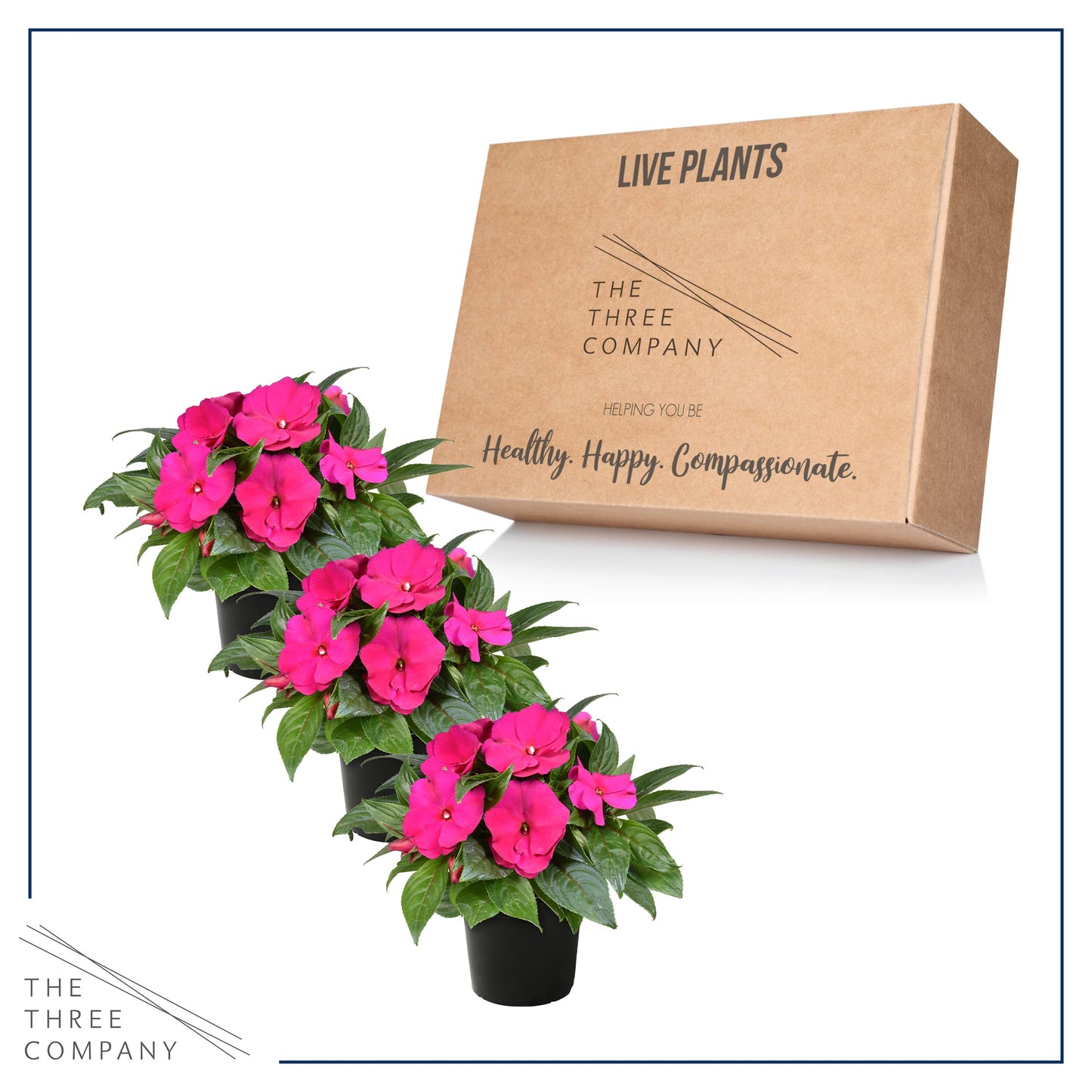 Live Flowering New Guinea Impatiens - Shades of Pink (3 Plants Per Pack) - Beautiful Shade Flowers - 12" Tall by 5" Wide in 1 Qt Pot