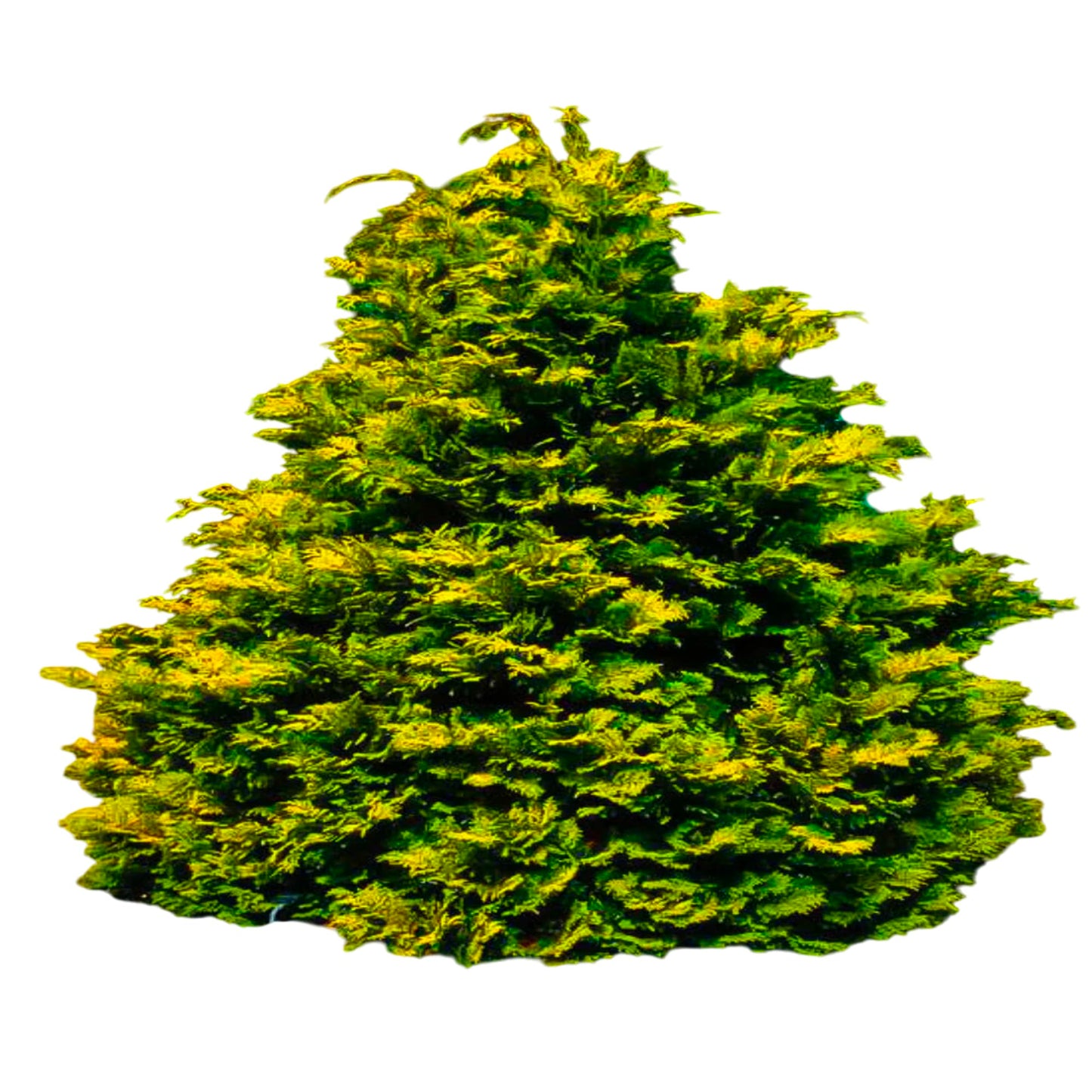 Cham Crippsii Golden Hinoke Cypress – Evergreen Ornamental Tree with Golden Foliage – Hardy Landscape Plant (3 Gallon/Potted/Set of 2 Plants)