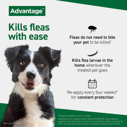 Advantage Spot On Flea Treatment For Cats, Dogs and Rabbits Under 4kg (4 pipettes, 40mg), Kills Fleas Within 24 Hours, Prevents Further Infestation For Up To Four Weeks in Cats and Dogs