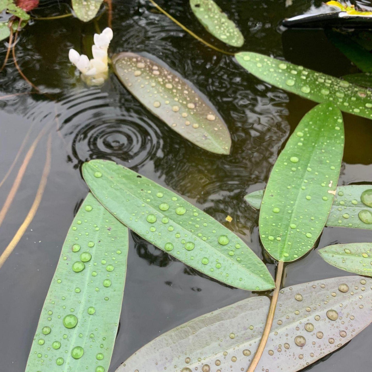 Chalily Live Aquatic Pond Plant Water Hawthorn: Hardy Outdoor Garden Water Pond Plants Lily Like Floating Pads Goldfish Koi Lotus Ponds Loves Shade Sun Flowers Beautiful White Vanilla Scented Lily
