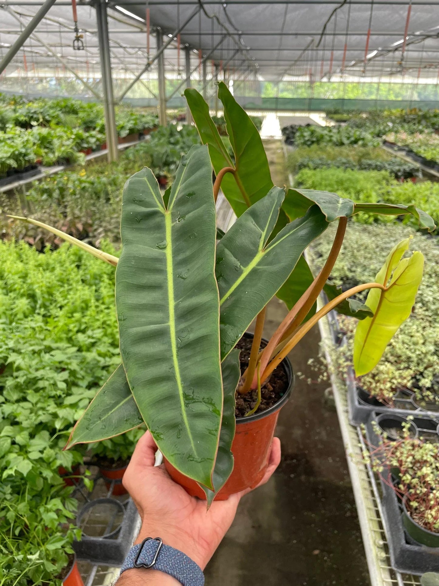 Philodendron 'Billietiae' | Live Plant for Indoor & Outdoor | for Living Room, Office, Bathroom | (6" Pot)