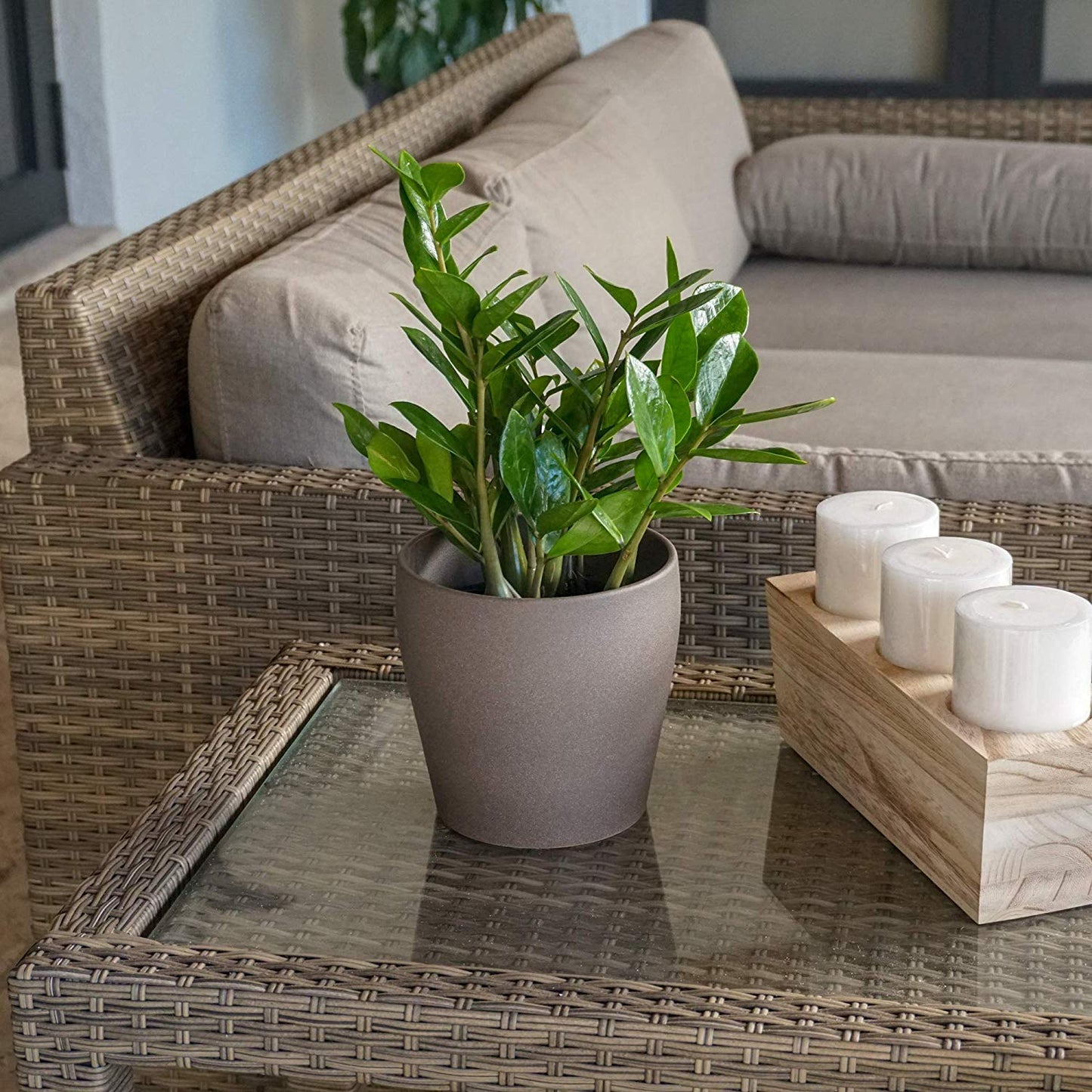 United Nursery ZZ Plant Live 10–14 inches Tall in 6 inch Plant Pot, Easy Care Low Light Indoor House Plant for Home and Office Decor