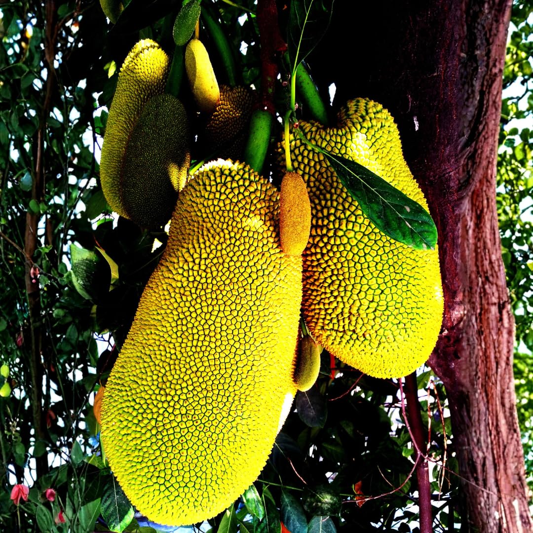 1 Year Old Jackfruit Tree Live Plant in Pot, 8-14" in Tall, Yellow Sweet Jackfruit Tropical Fruit Trees for Outdoor Planting