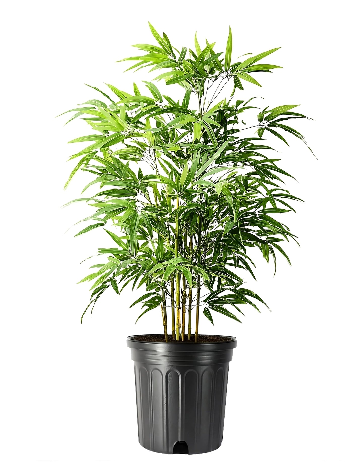 Green Hedge Bamboo | 2 Extra Large Trade 3 Gallon Plants | Bambusa multiplex | Fast Growing Privacy Screen | Clumping Bamboo for Landscapes Gardens Walkways Accent Foundation Beds Decorative Garden