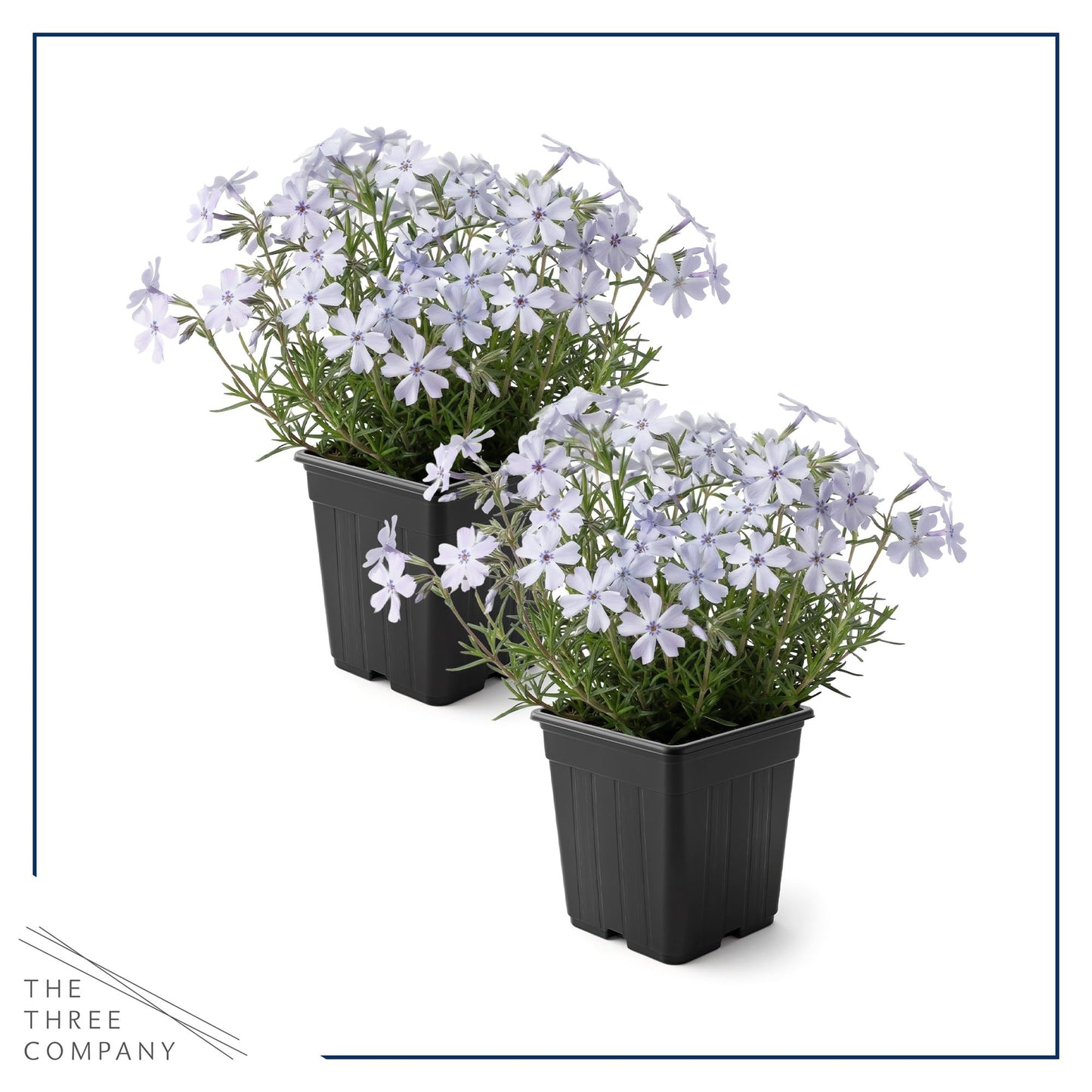 Live Creeping Phlox 2-Pack – Blue – Spring Groundcover Perennial, Sun Garden Plant, 6” Tall, 1 Qt Pot