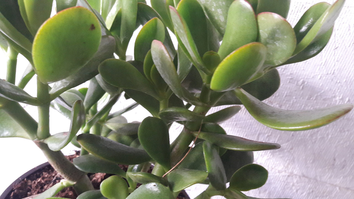 Jade Plant - Crassula ovuta - Easy to Grow - 6" Pot from jmbamboo