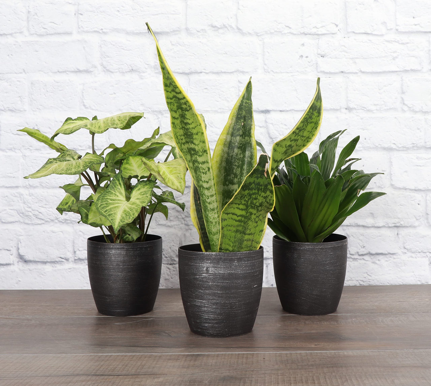 Thorsen's Greenhouse Low Light Houseplant Set, Easy Care Plants, Set of 3 Plants, Live Indoor Plants, 4" Diameter, Classic Pots (Brushed Silver)