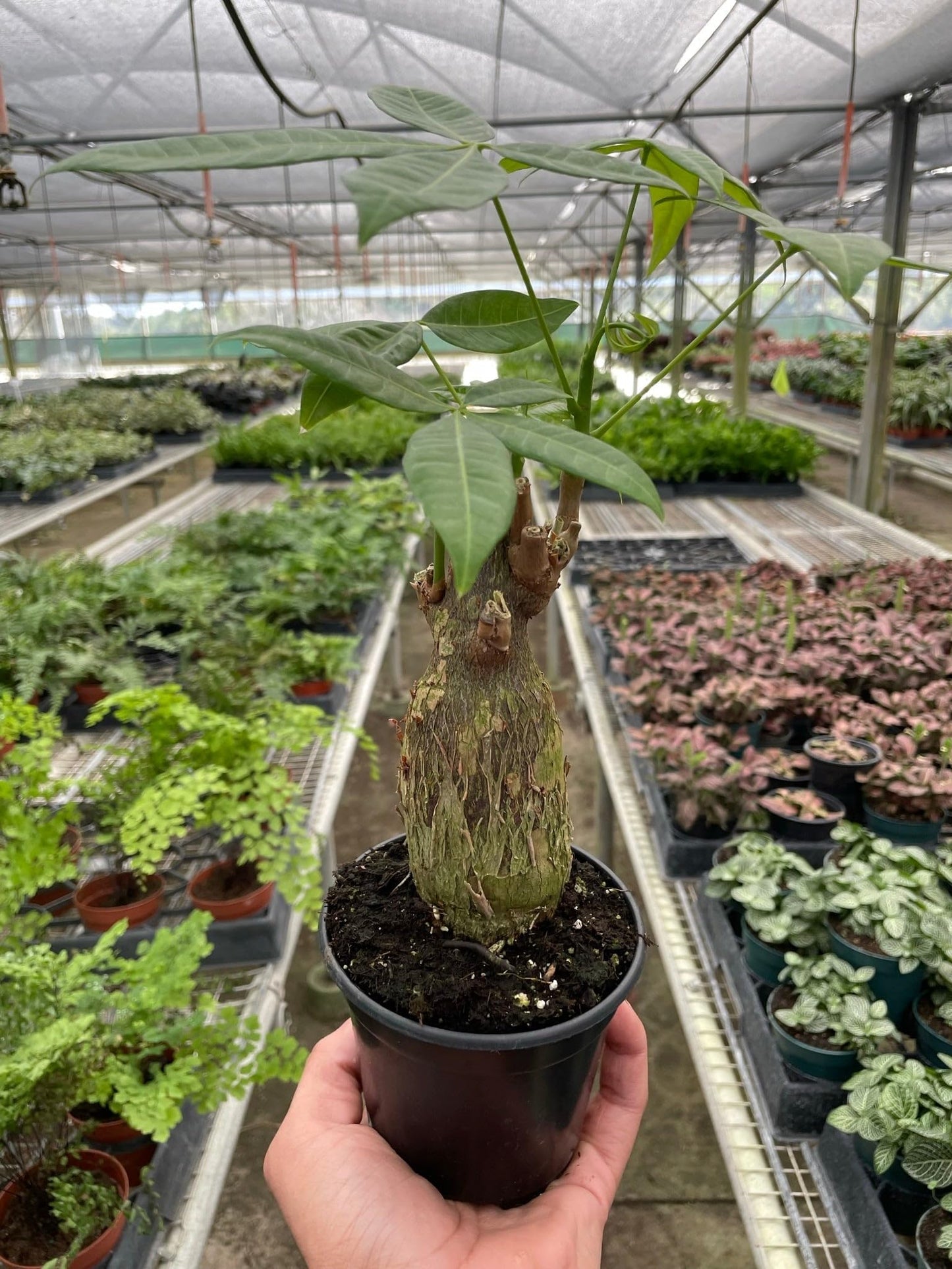 Money Tree 'Guiana Chestnut' Pachira Stump | Live Plant for Indoor & Outdoor | for Living Room, Office, Bathroom | (4" Pot)