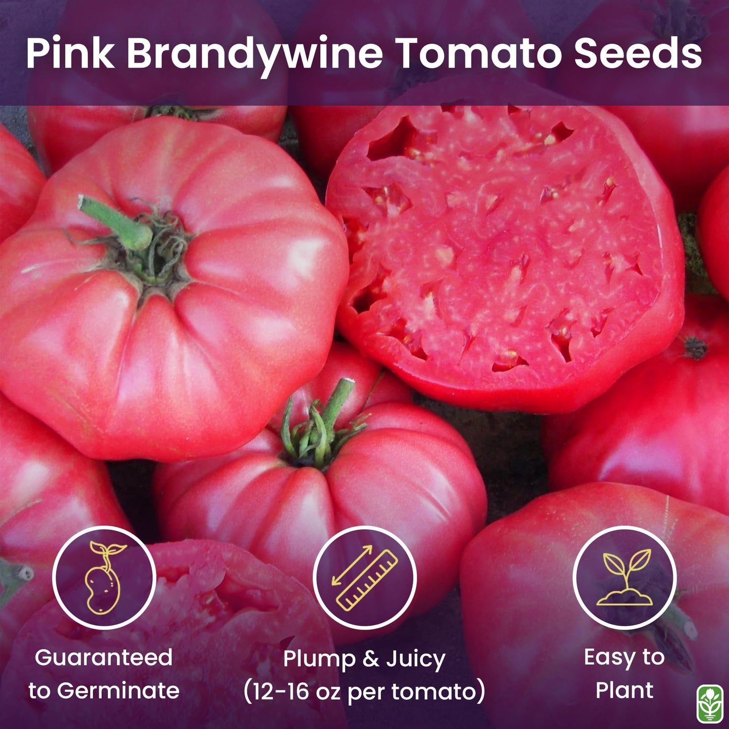 Pink Brandywine Tomato Seeds for Planting – Heirloom, Large & Juicy – One of the Most Delicious Tomatoes for Home Growing – Vegetable Seeds for Planting - Grown in the USA