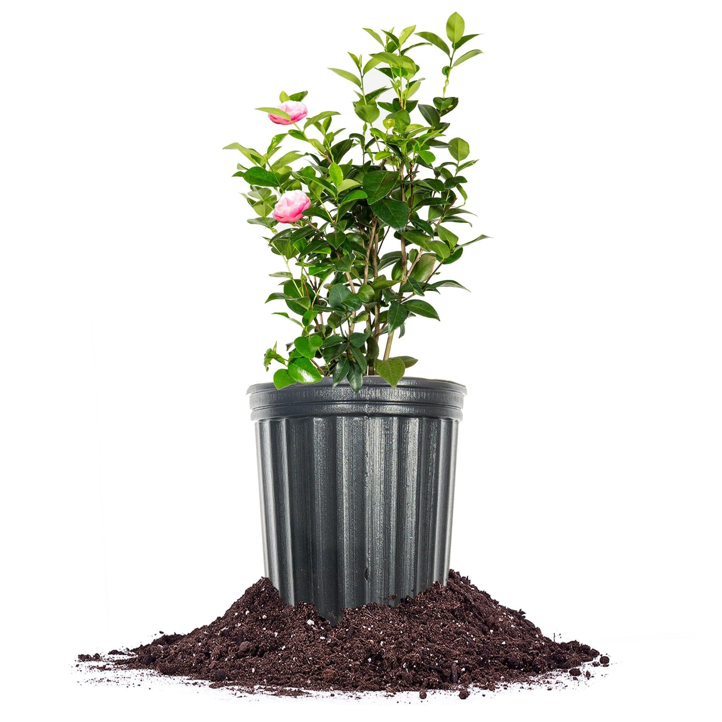 Perfect Plants Pink Perfection Camellia Bush 1 Gallon | Live Shrub for Outdoor Planting | Evergreen Foliage Stays Green All Year Long | Beautiful Pink Flowers in Spring