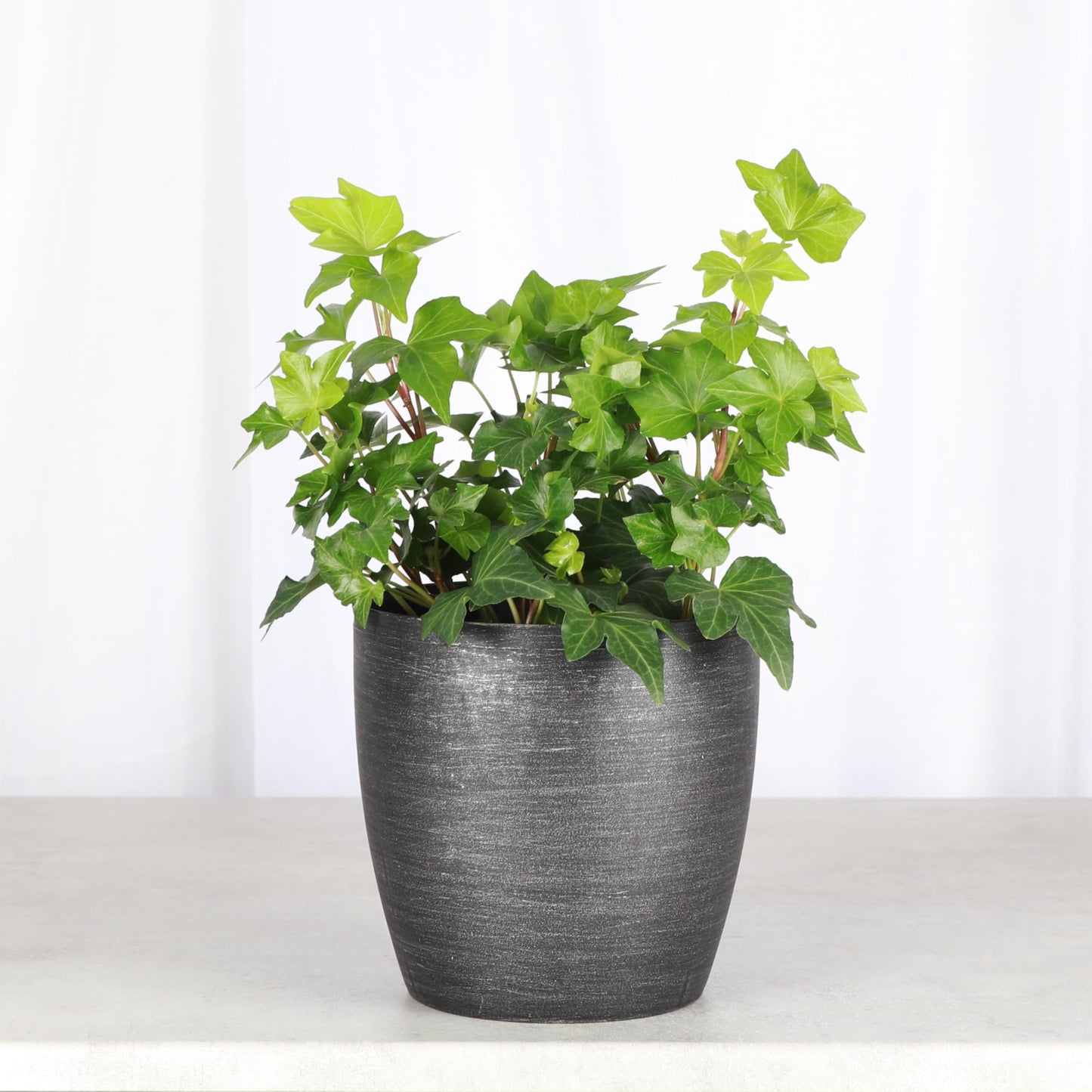 Thorsen's Greenhouse Live Green English Ivy Plant, Hedera Helix, Natural Air Purifier, Easy to Grow, Live Indoor Houseplant, 4" Diameter Pot (Brushed Silver)