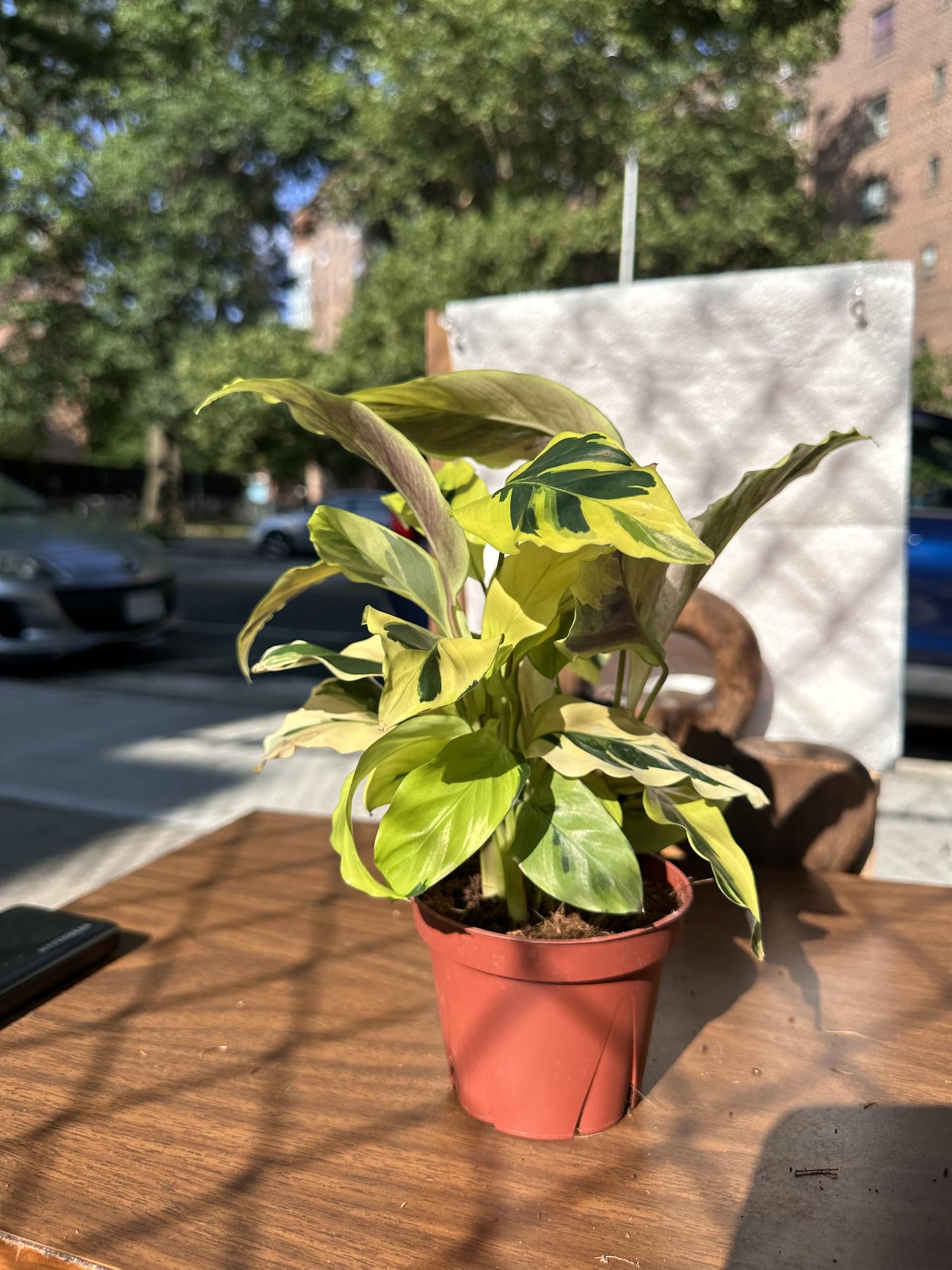 4-Inch Calathea Yellow Allusion Prayer Plant, Green with Yellow Variegation, Live Indoor Houseplant, Air Purifying, Low Maintenance
