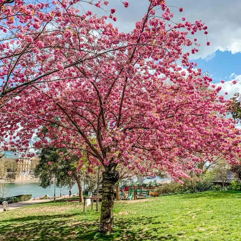 Double Pink Cherry Blossom Tree Plant, Live Cherry Blossom in Pot, 8 to 12 Inch Tall Pink Cherry Blossom Flowers Live Plant, Cherry Blossom Tree Live in Pot, Cherry Flower Starter Plant