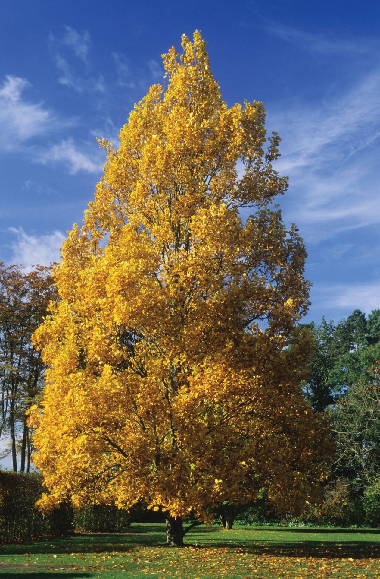 Tuliptree, 1 Gallon Live Nursery Pot, Fast-Growing Flowering Shade Tree | Arbor Day Foundation (Due to Agricultural Laws, Unavailable to CA or AZ)