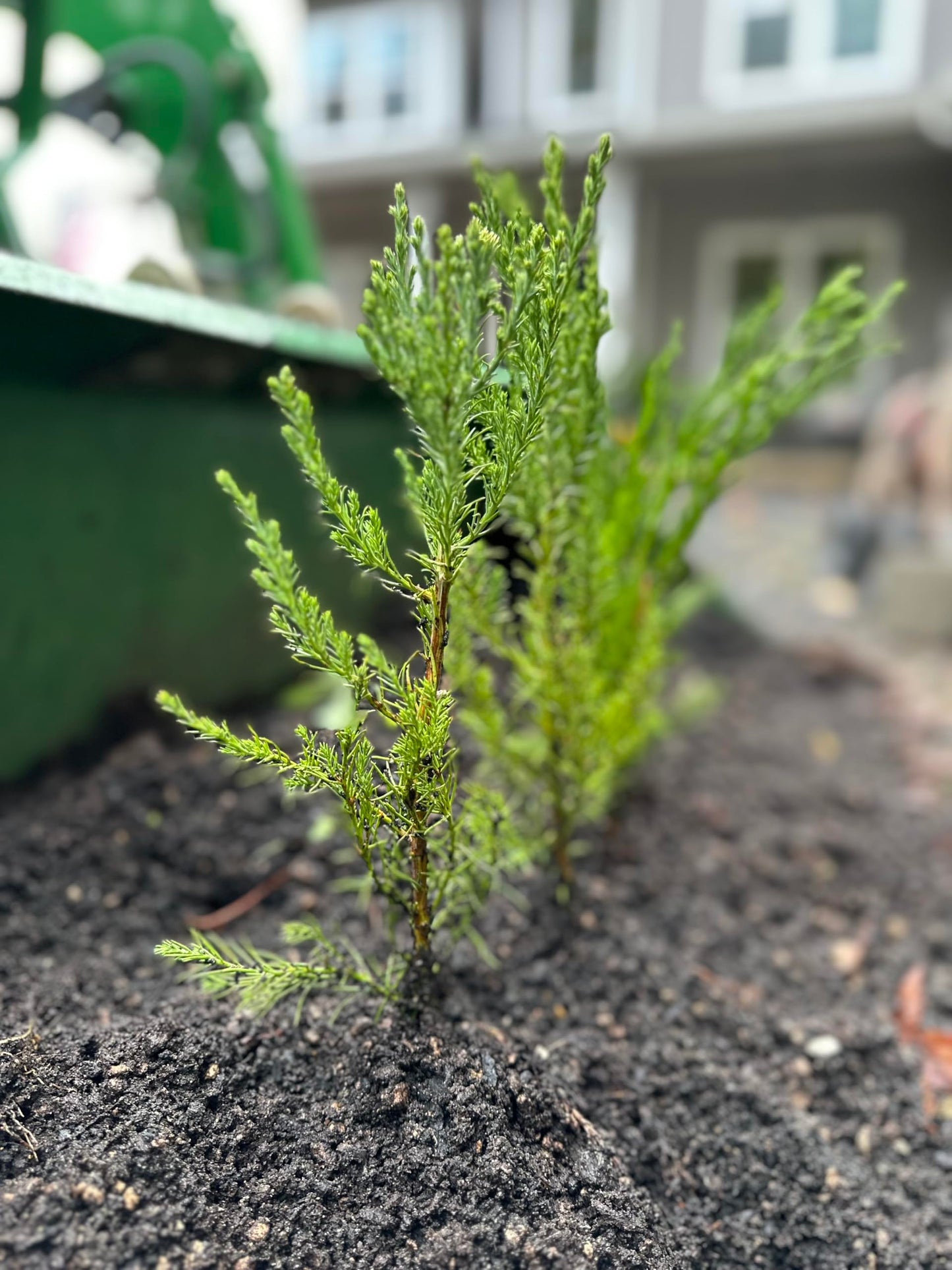 5 Live Giant Sequoia Tree Sapling (Approx. 1'-1.5' Tall)- Nature’s Giant in Your Backyard