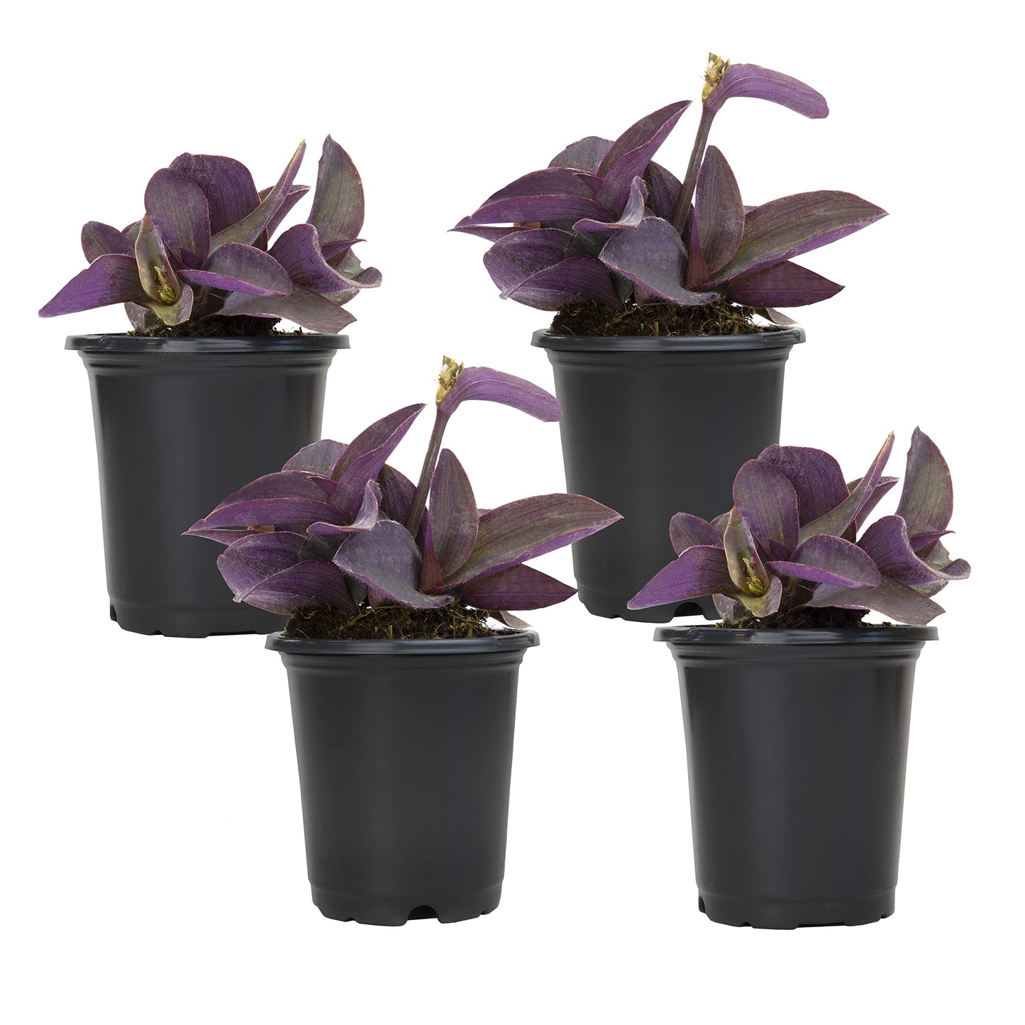 Live Spiderwort Tradescantia (4 Pack), Purple Heart Plants, Trailing Plants & Vines, Outdoor Garden Perennial & Annual, Hardy, Easy to Grow Spring Flowers