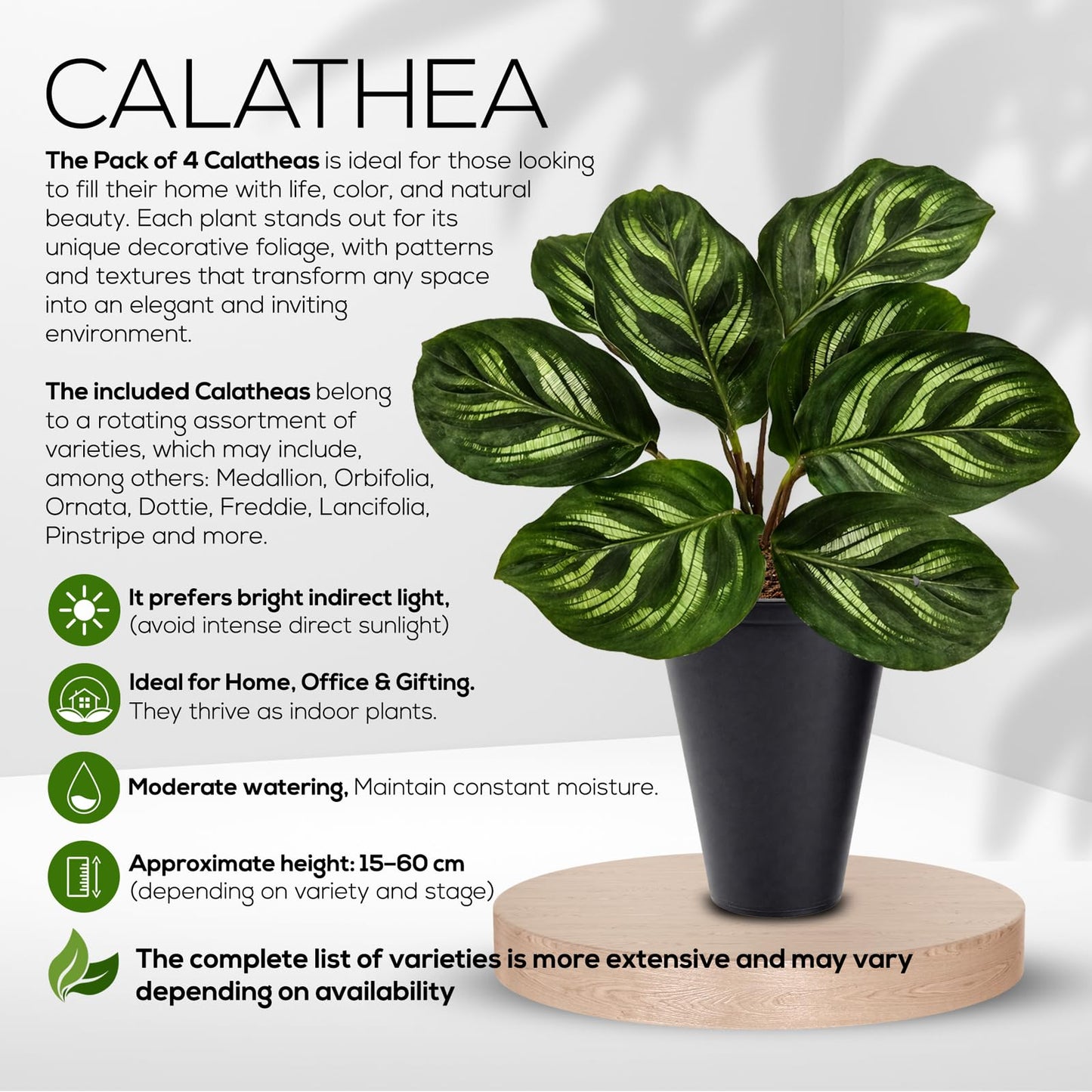 Calathea Collection (4 Pack) Live Plants – Stunning Foliage Prayer Plants Like Orbifolia, Rose Painted, White Star & Dottie – Easy Indoor Tropical Plants – Pet Friendly – Natural Air Purifiers