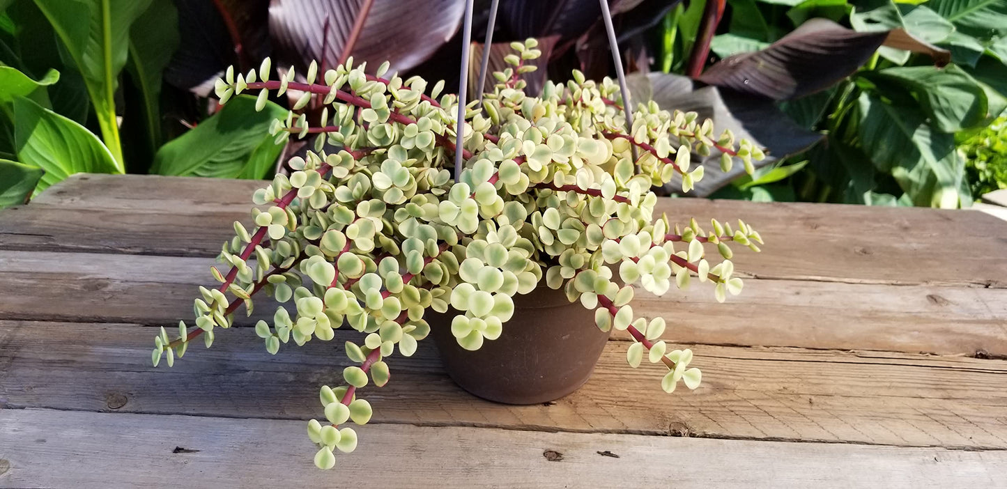 Variegated Portulacaria Afra Live Plants Indoor Plants, Succulents Plants Live Hanging Plants, Hanging Planter Basket Succulent Gift, Live Succulents Plants Live Houseplants by Plants for Pets