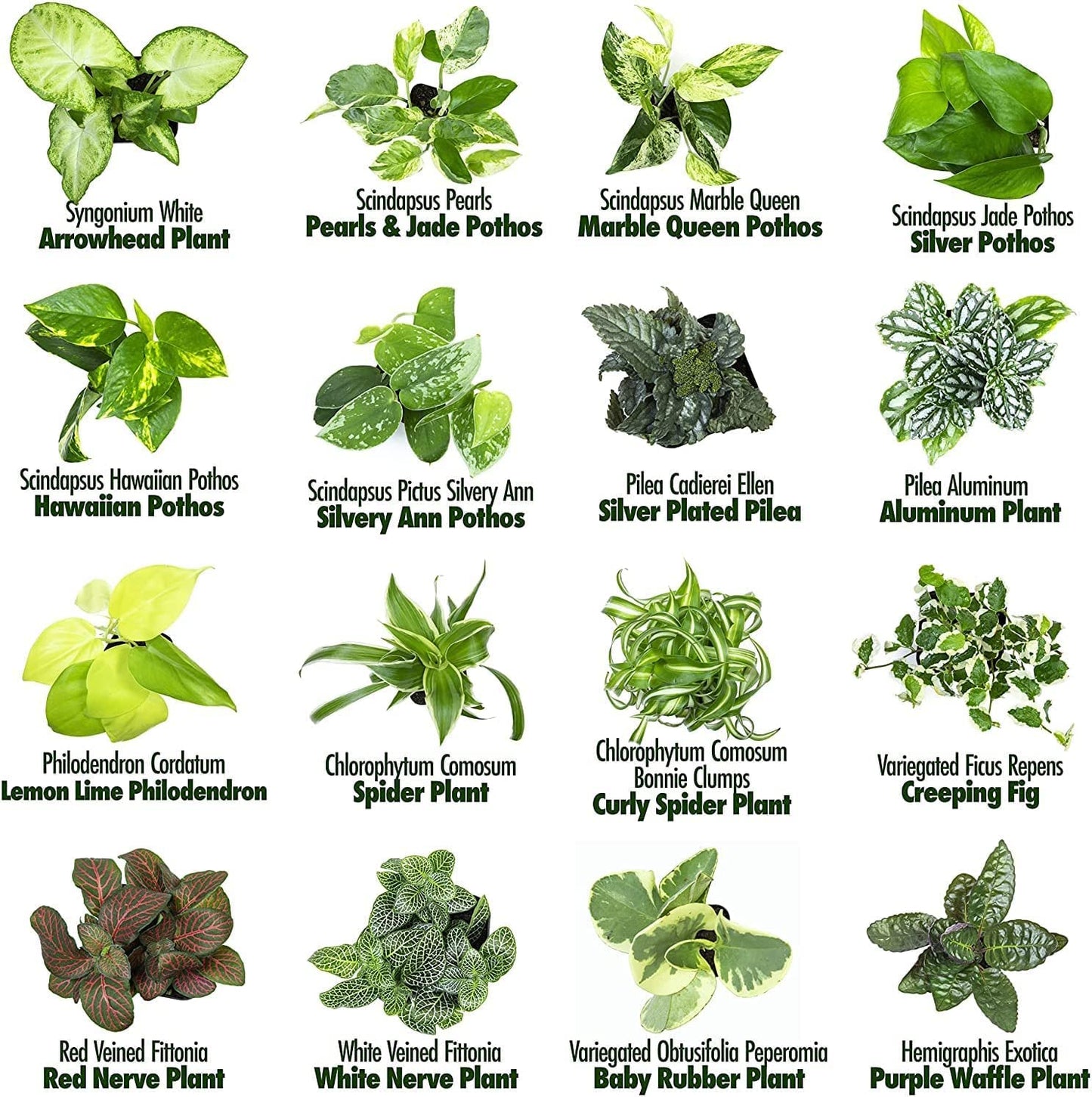 Altman Plants and Easy to Grow Live Indoor Houseplants Bundle (18 Plants)