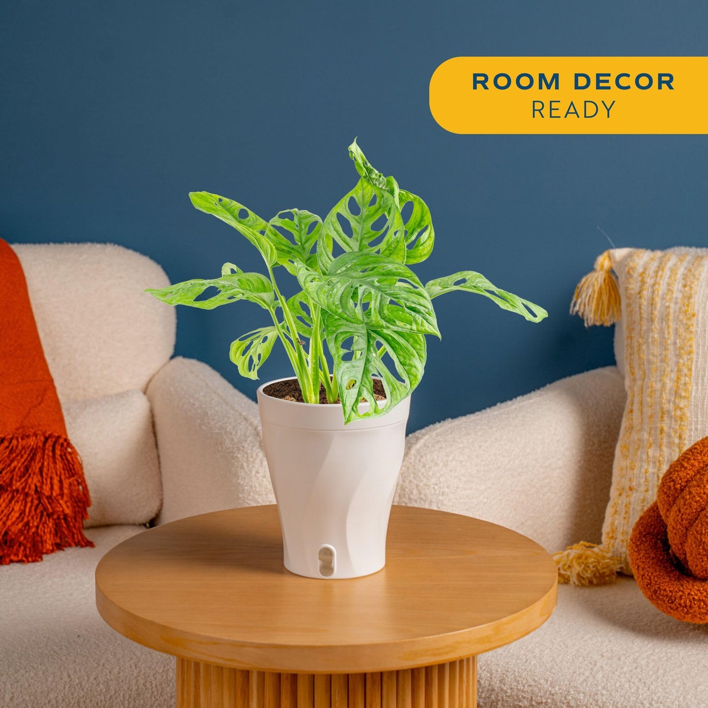 Costa Farms Little Monstera Plant, Easy to Grow Houseplant, Live Indoor Plant Potted in Cute Garden Plant Pot, Potting Soil, Housewarming Gift, Home, Office, and Tropical Room Decor, 12-Inches Tall