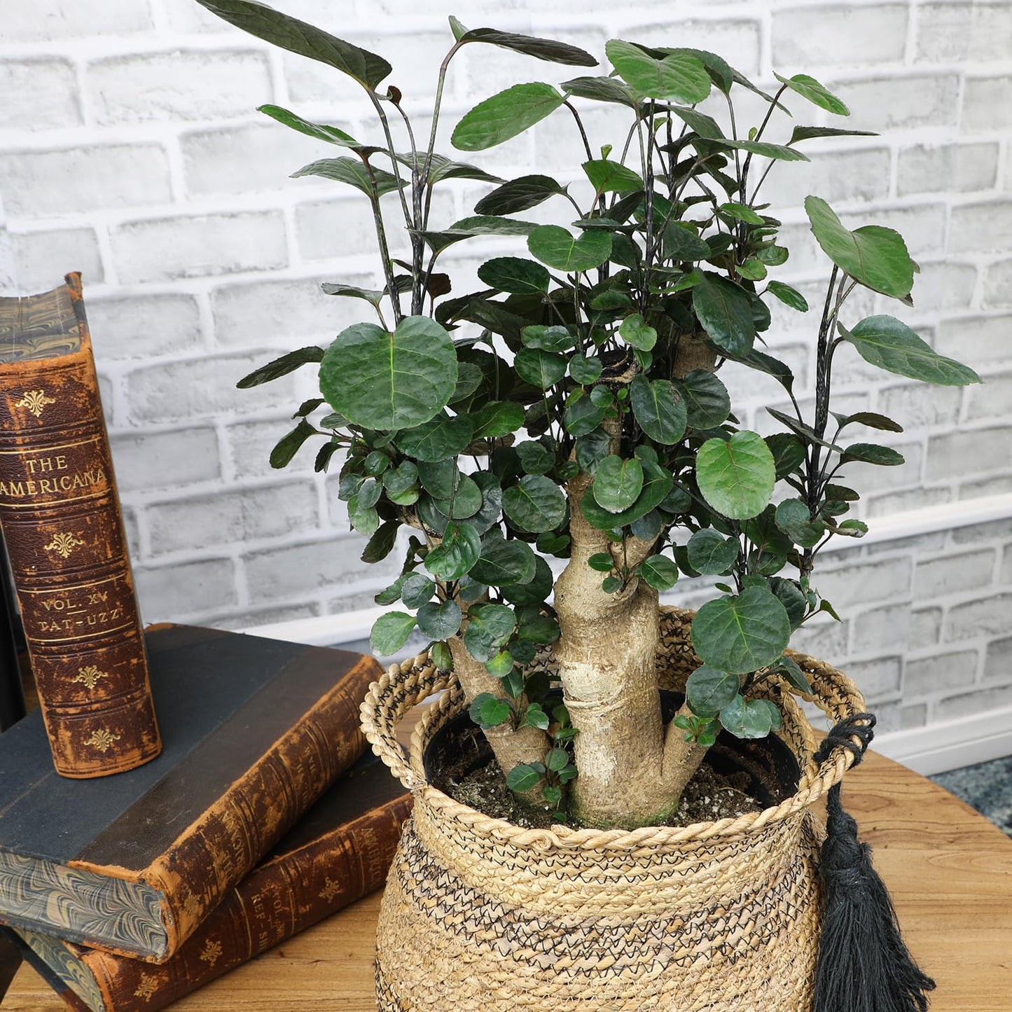 Rare Live Aralia 'Fabian Stump' in 8" Grower Pot, Unique Houseplants, Exotic Foliage for Home or Office, Air Purifying Easy Plant to Grow for Beginners by Plants for Pets