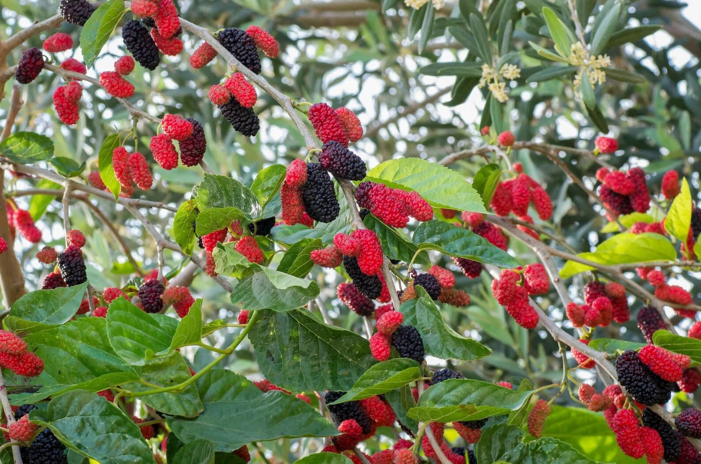 Live Plant - Dwarf Everbearing Mulberry Tree-Starter Plant- Morus nigra Plant Edible Fruit