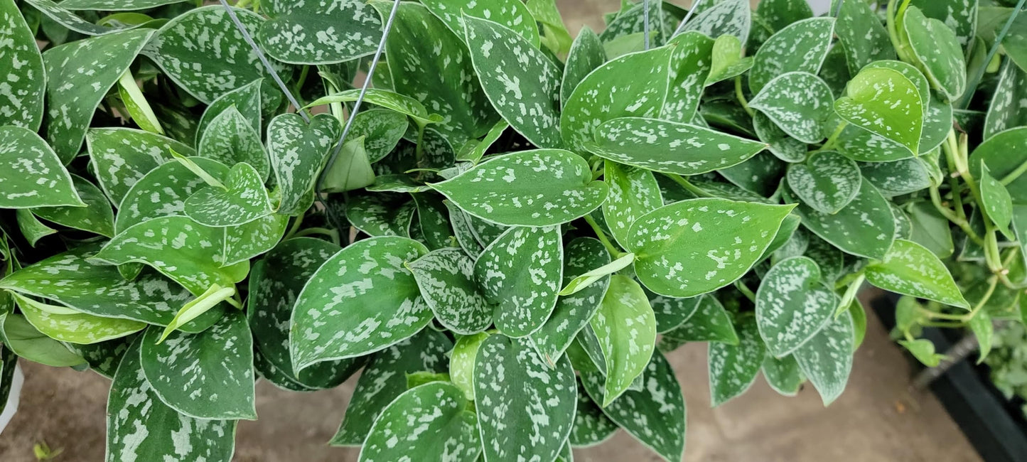 Scindapsus Pictus Argyraeus ‘Silver Satin Pothos’ - Live Indoor Plants in 4" Pot, Elegant Houseplants for Home Decor | Plants Live Houseplants by 3exoticgreen