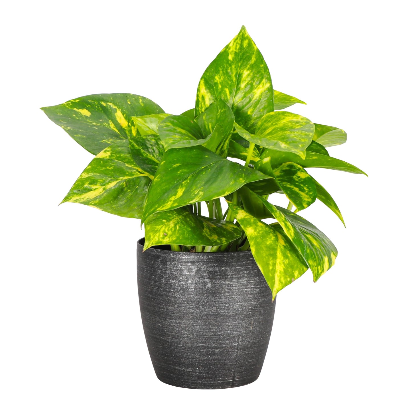 Thorsen's Greenhouse Golden Pothos, Live Indoor Vining Plant, Easy to Grow, Variegated Houseplant, Natural Air Purifier (Brushed Silver, 4-inch Pot)