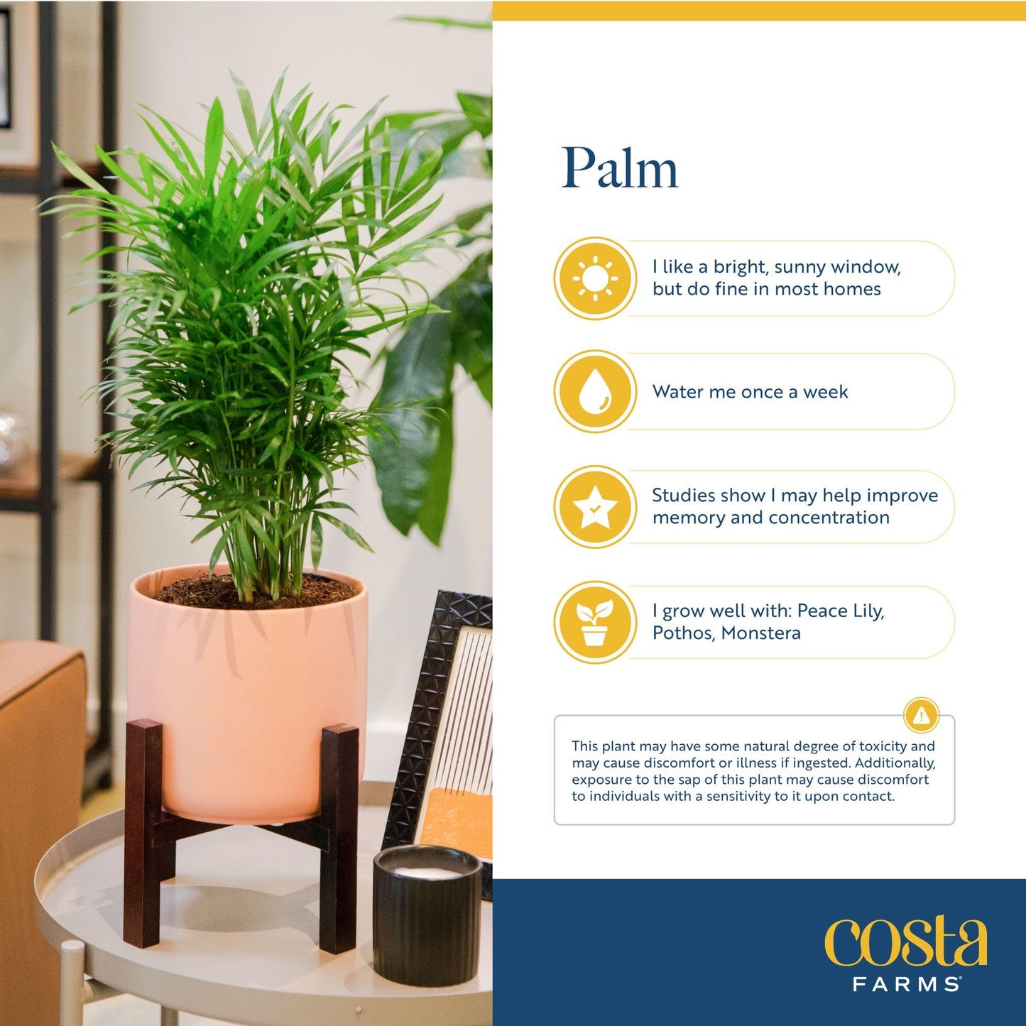 Costa Farms Parlor Palm Live Plant in Plastic Pot, Air Purifying Indoor Houseplant, Perfect for Home, Room, or Office Decor, Great House Warming or Birthday Gift, 14-18 Inches Tall