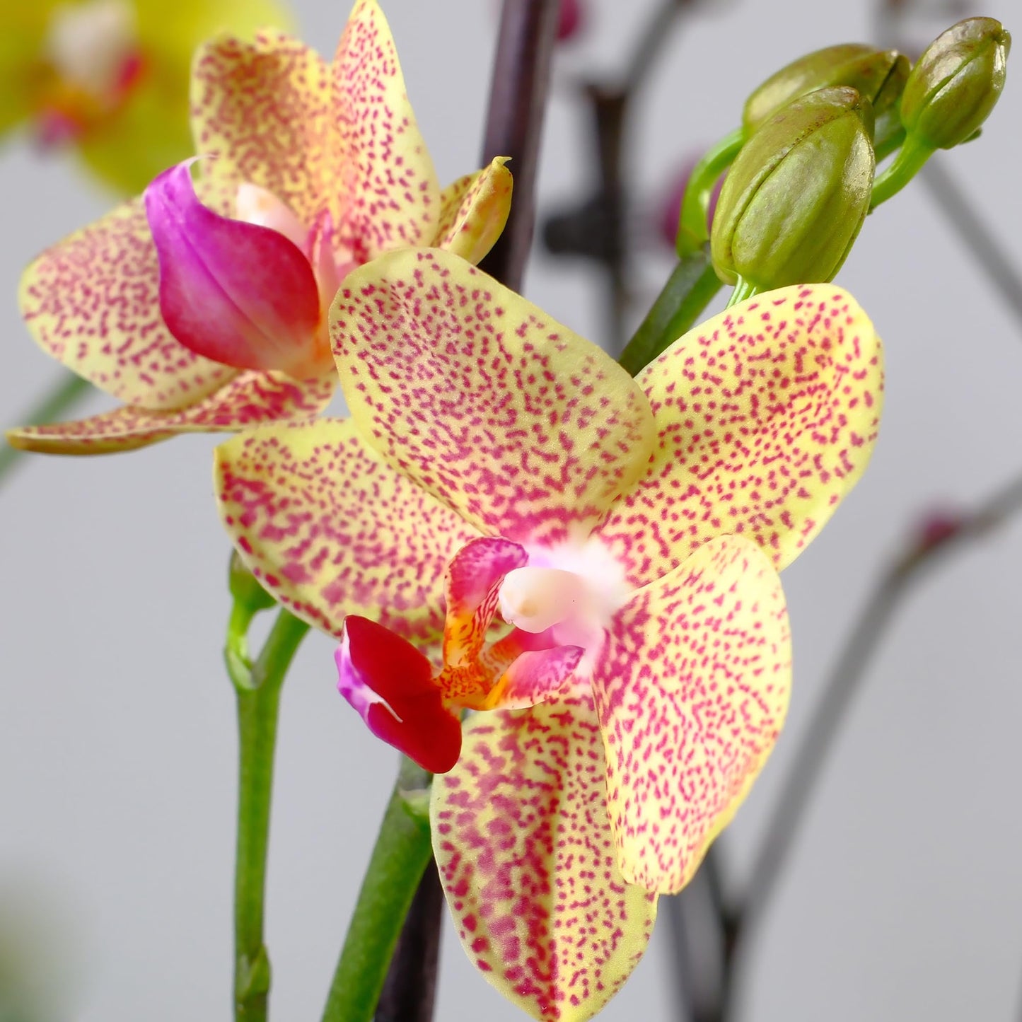 Premium Spotted Live Orchid Plant Blooming in 3.5" Blue & White Orchid Pot, Live Plants, Houseplant Gifts, Approx. 16" Tall, Pet Friendly Houseplants, Phalaenopsis Moth Flower by Plants for Pets