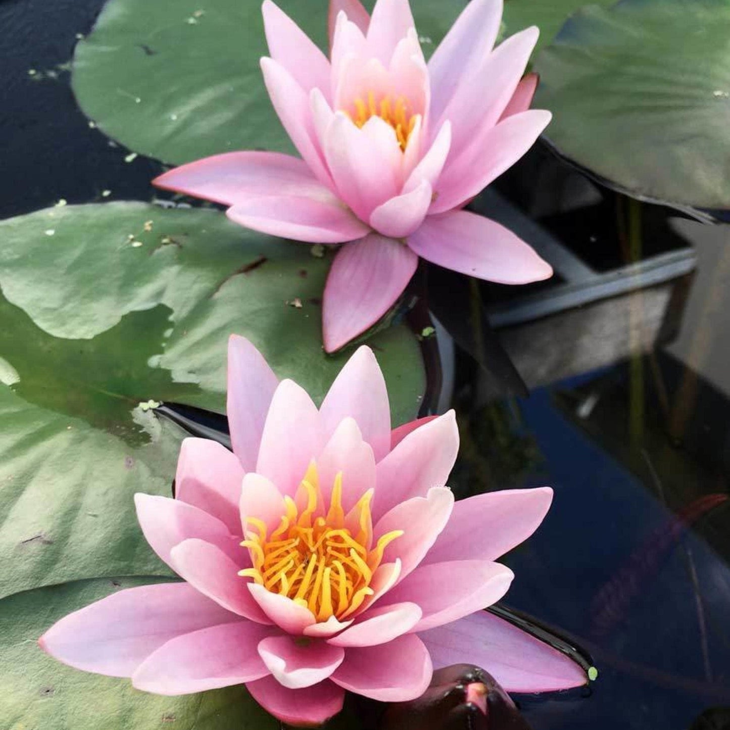 Chalily Water Lily Aquatic Plants Live Lilies Real Small or Big Pond Plant Lilly Ponds Cold Hardy Pads Grow waterlillies Flowering rhizomes Outdoor lilys Waterlily Lillies pre Grown lillys pad Pink