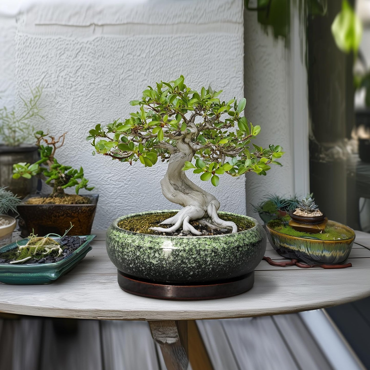 EPFamily Bonsai Pots 10 Inch - Ceramic Pots for Plants Indoor Outdoor, Succulent Pot with Drainage Hole and Saucer, Large Bonsai Planter, Round Shallow Planter, Office Decor, Gardening Gift, Green