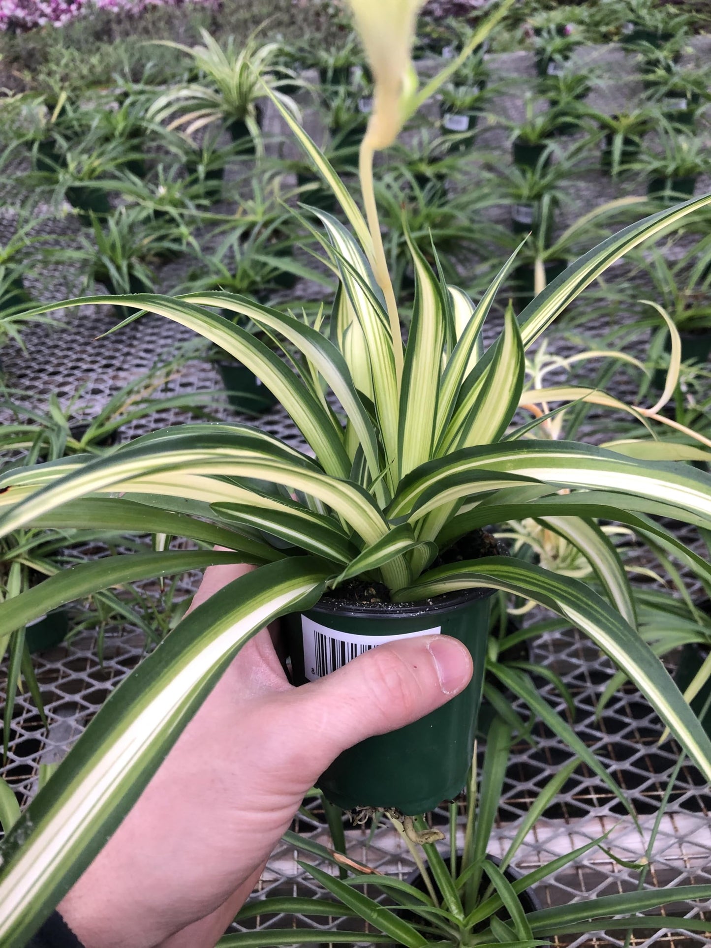 Generic Hawaiin Spider Plant ~ Variegated Green and White ~ Live Large Plant for Home or Office