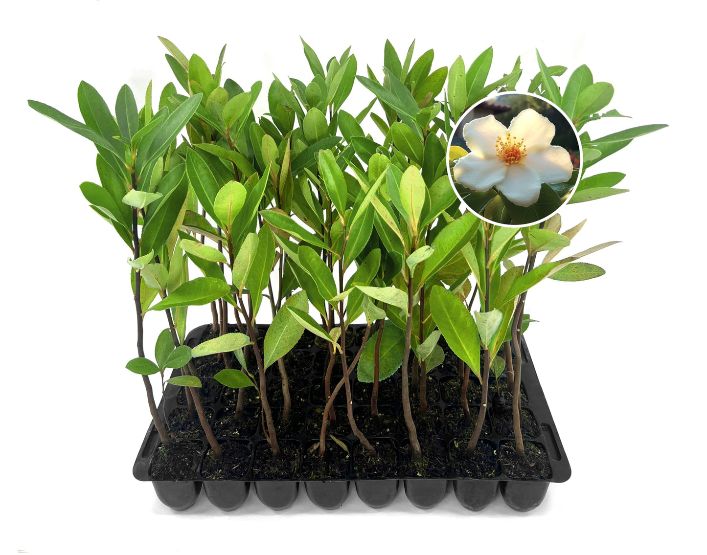 Loblolly Bay | 3 Live Plants | Gordonia lasianthus | Evergreen Flowering Tree for Landscaping | Thrives in Wet Soil & Tolerates Wet Feet
