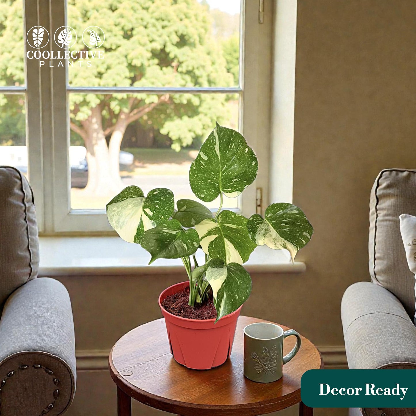 CoollectivePlants Monstera Thai Constellation – Live Variegated Indoor Plant in 6″ Grower Pot, Easy Care Tropical Houseplant, Thai Constellation Monstera for Home or Office Décor