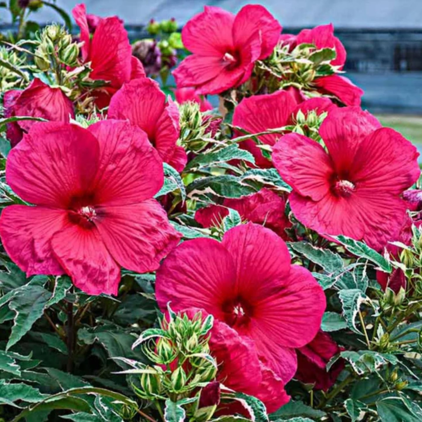 Set 2 Hibiscus Plants Live, 5-9" Tall, Hardy Hibiscus Tree Live Plant, Hibiscus Flowers Plant to Grow (Rose Hibiscus)