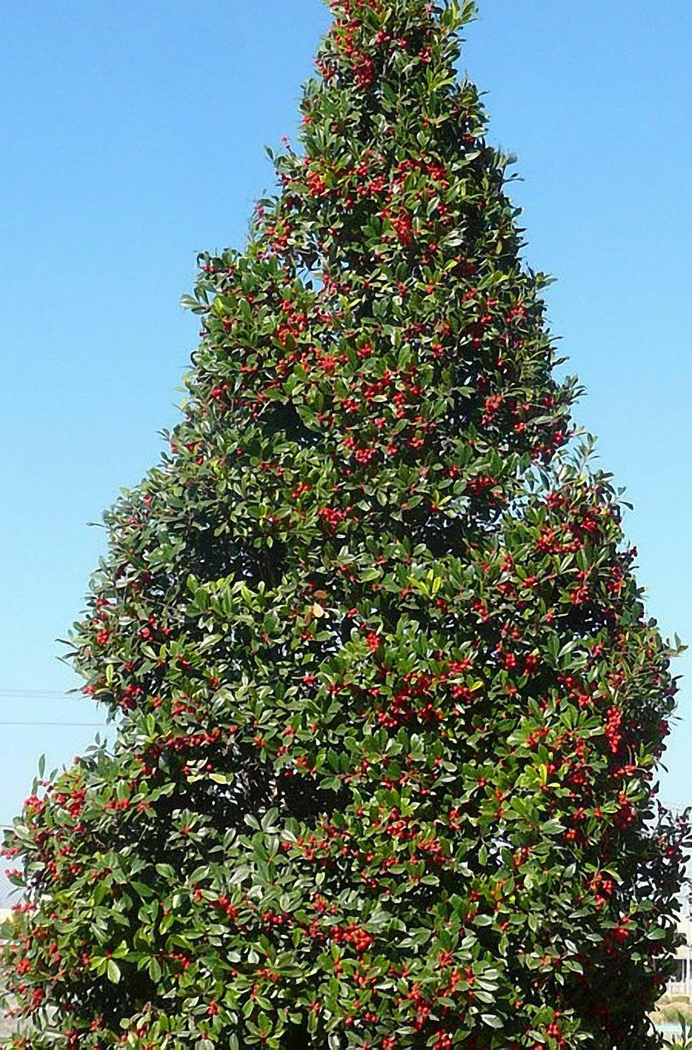 Live Plant - Foster Holly Shrub/Hedge - Live Potted Tree - 12-24" Tall Plant - Gallon Pot