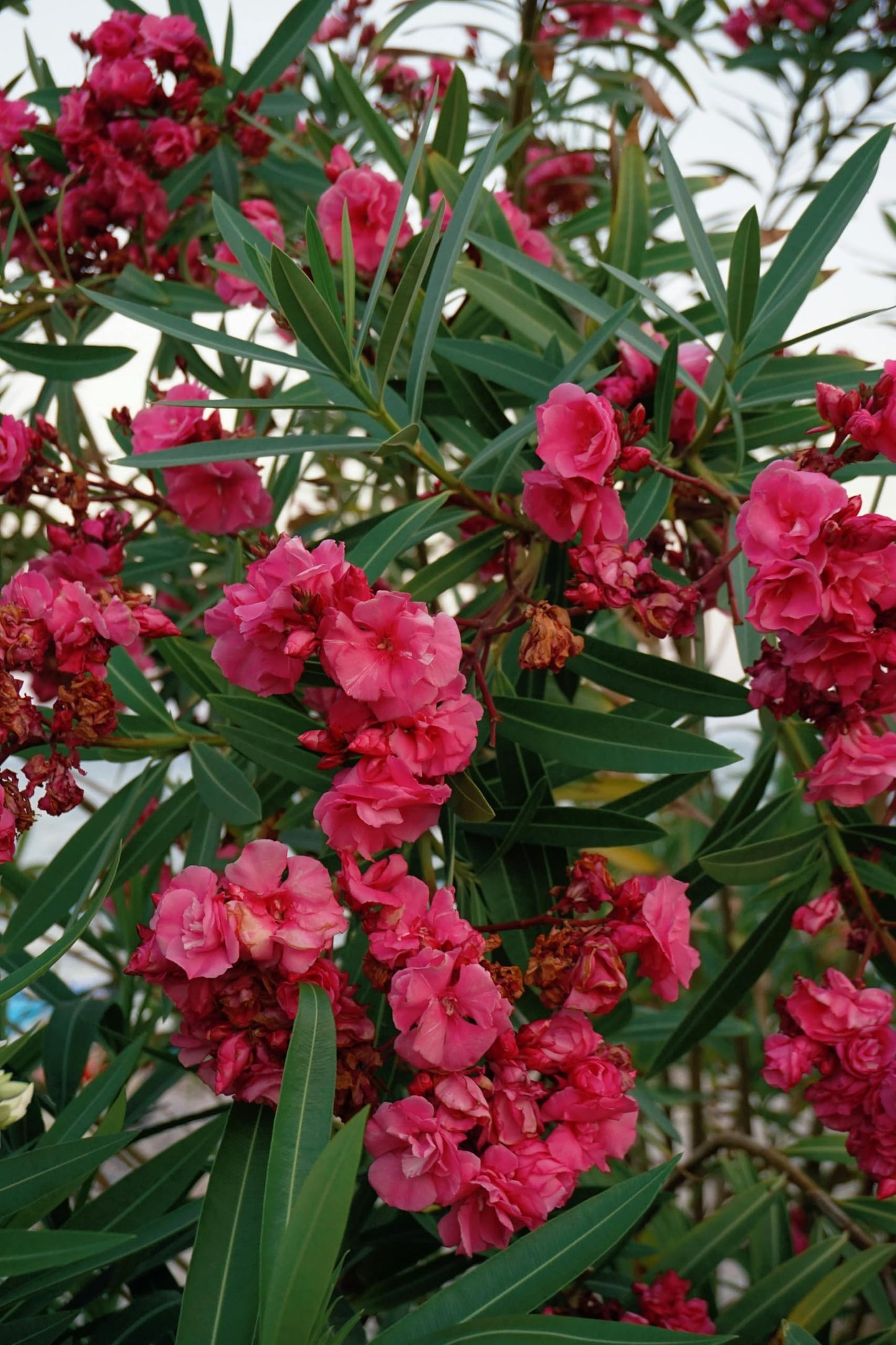 Pink Oleander Plants Pack of 3 - Live Nerium Oleander Plants for Sale 6-8" Tall, Evergreen Flowering Shrub, Container & Ground Friendly, Drought Tolerant, Year-Round Blooms