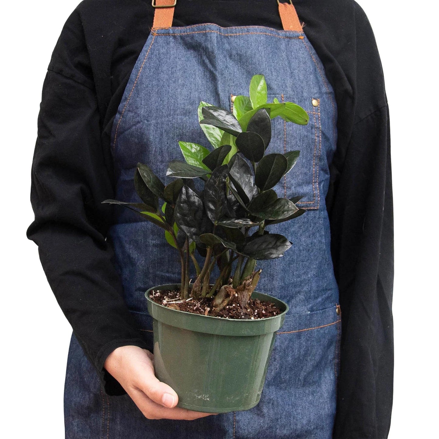 ZZ Zamioculcas 'Black Queen' | Live Plant for Indoor & Outdoor | for Living Room, Office, Bathroom | (6" Pot)