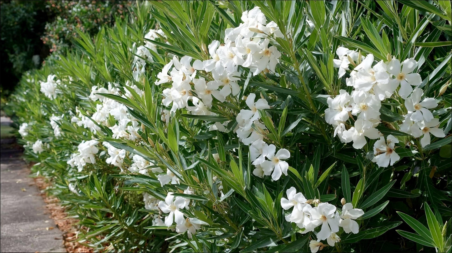 Oleander Colonial White Nerium | 1 Live Plants | Fragrant Blooms, Evergreen Shrub, Drought Tolerant, Heat Tolerant, Fast Growing, Summer Flowers, Low Maintenance, Outdoor Garden