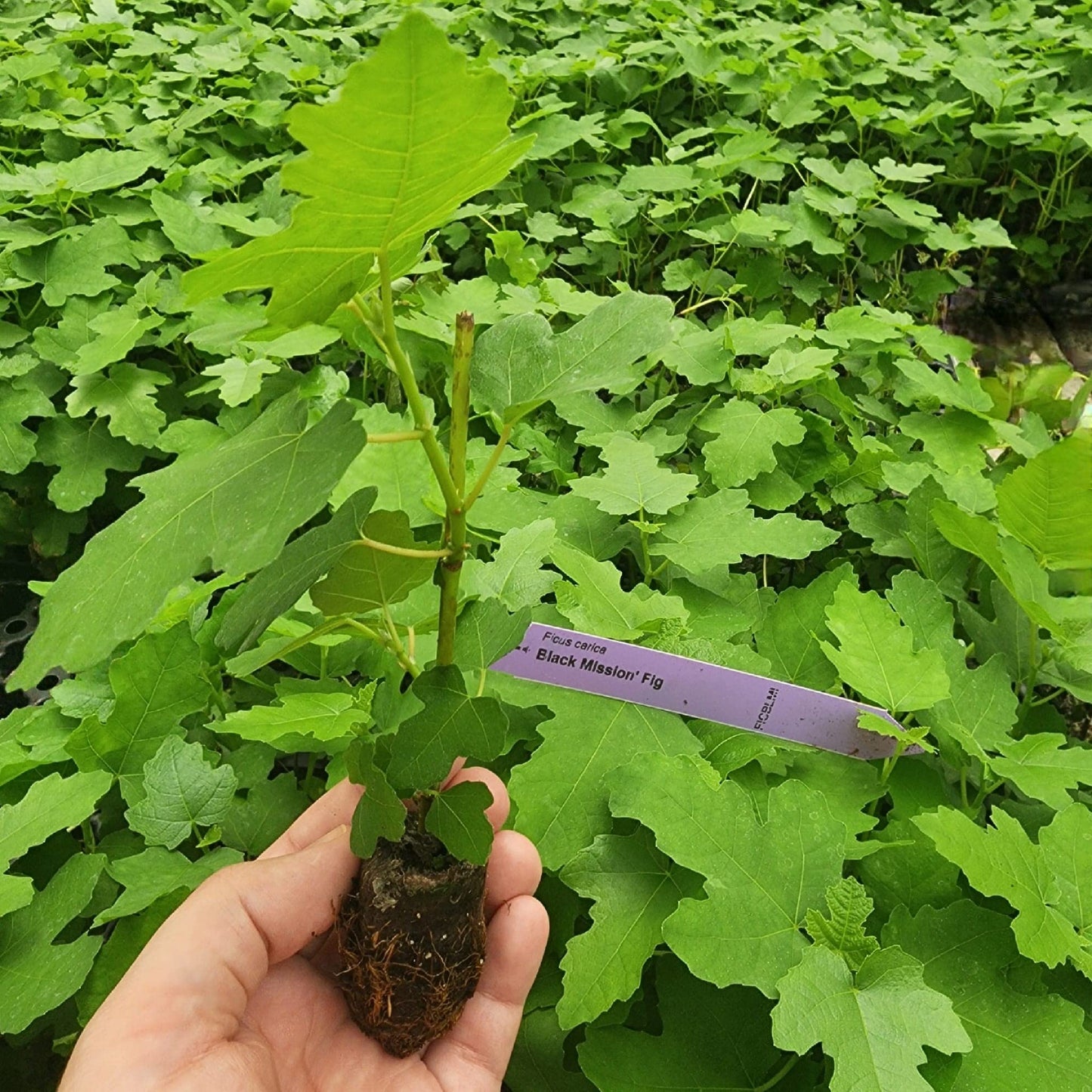 Fig Tree Black Mission Live for Sale (4 Pack) | Easy to Grow Plants | Edible Fruit Plant for Sustainable Living | Grow Your own Food on Your Edible Organic Garden| Live for Planting| 2 inch Pot