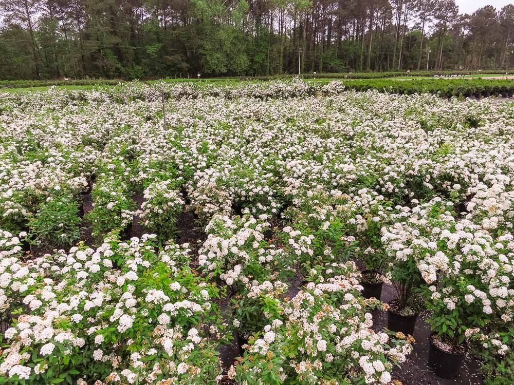 Bridal Wreath 1 Gallon
