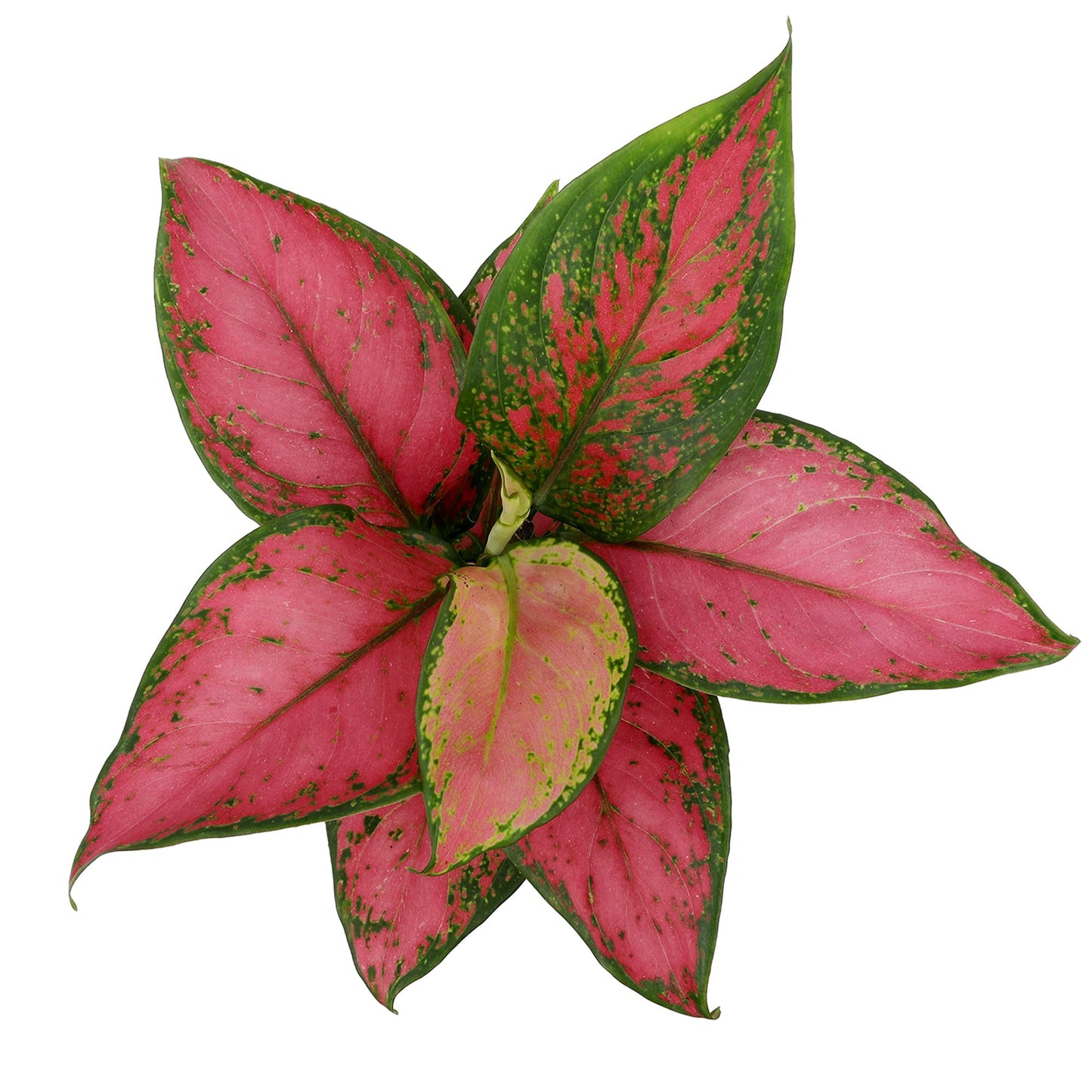 Live Aglaonema Chinese Evergreen Plant 'Beauty', Indoor Houseplant for Home or Office, Air Purifying Real Indoor Plants for Beginners, Variegated Tropical Houseplants, Easy to Grow