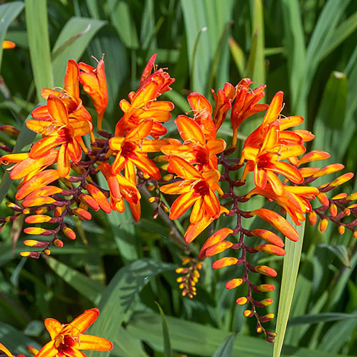 5 Lucifer Crocosmia Blubs - Grows 30-48" Tall.