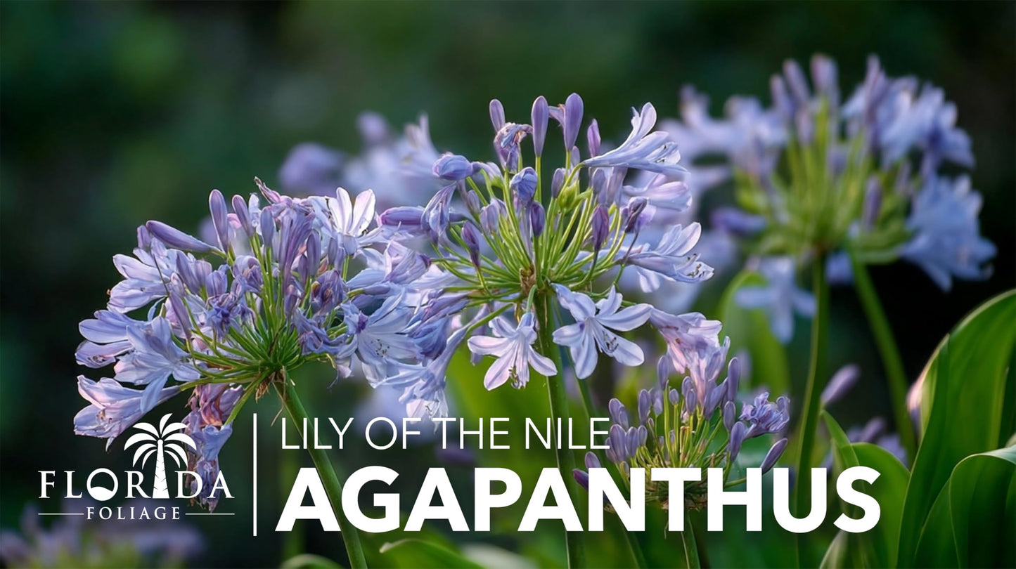 Agapanthus Africanus Blue Lily of the Nile | 3 Live Plants | Drought Tolerant, Long Blooming, Perennial Flower, Ornamental Garden, Pollinator Friendly, Easy Care, Evergreen Foliage