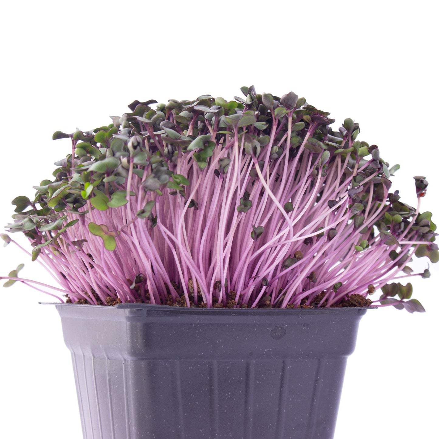 Red Cabbage Microgreens Seeds - 1 Lb ~108,800 Seeds - High Germination, Premium Non-GMO Seed for Growing Red Cabbage Micro Greens
