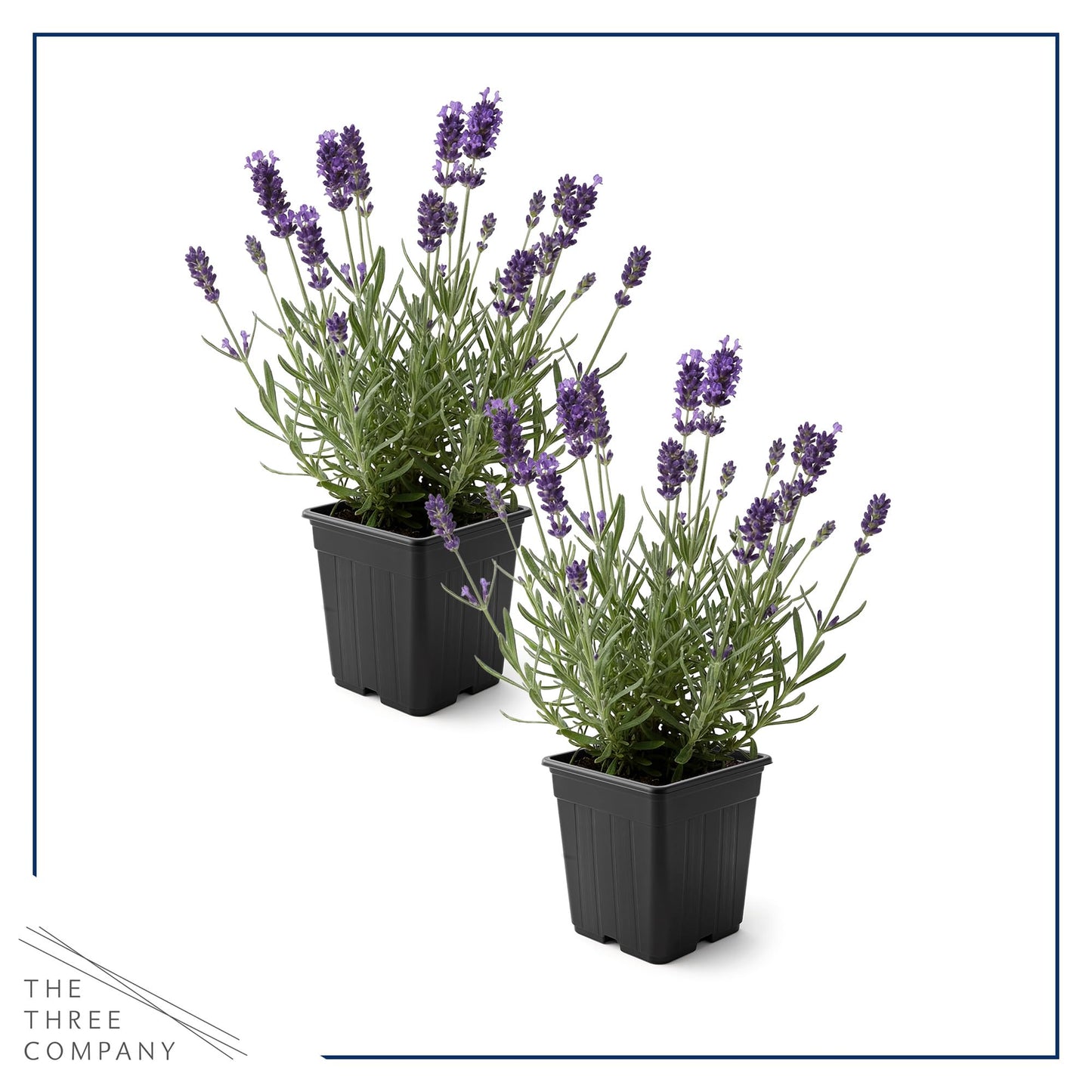 Live Lavender 2-Pack – Purple – Fragrant Sun Perennial Herb, Pollinator Friendly, 10” Tall, 1 Qt Pot