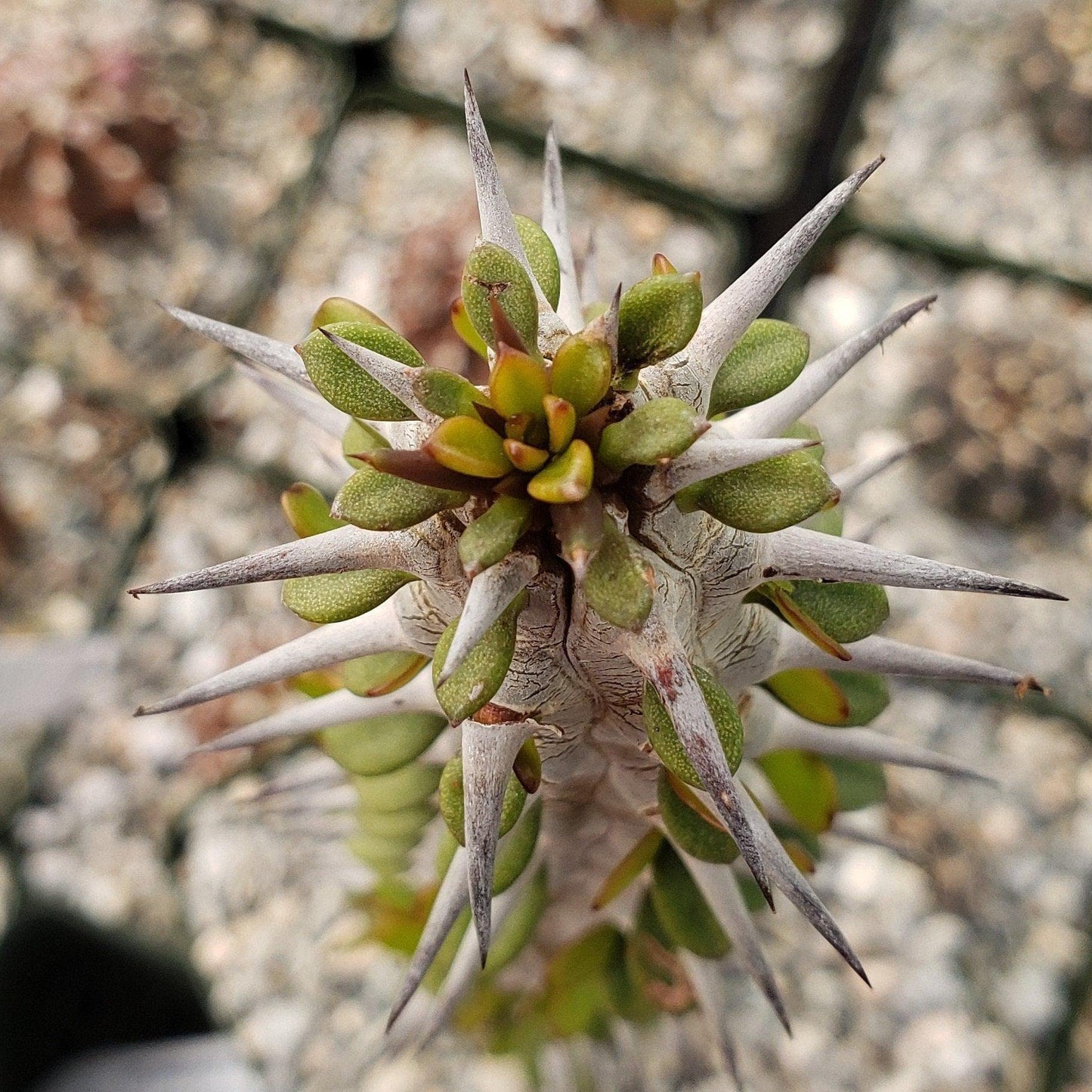 Alluaudia procera Ocotillo Cacti Cactus Succulent Real Live Plant