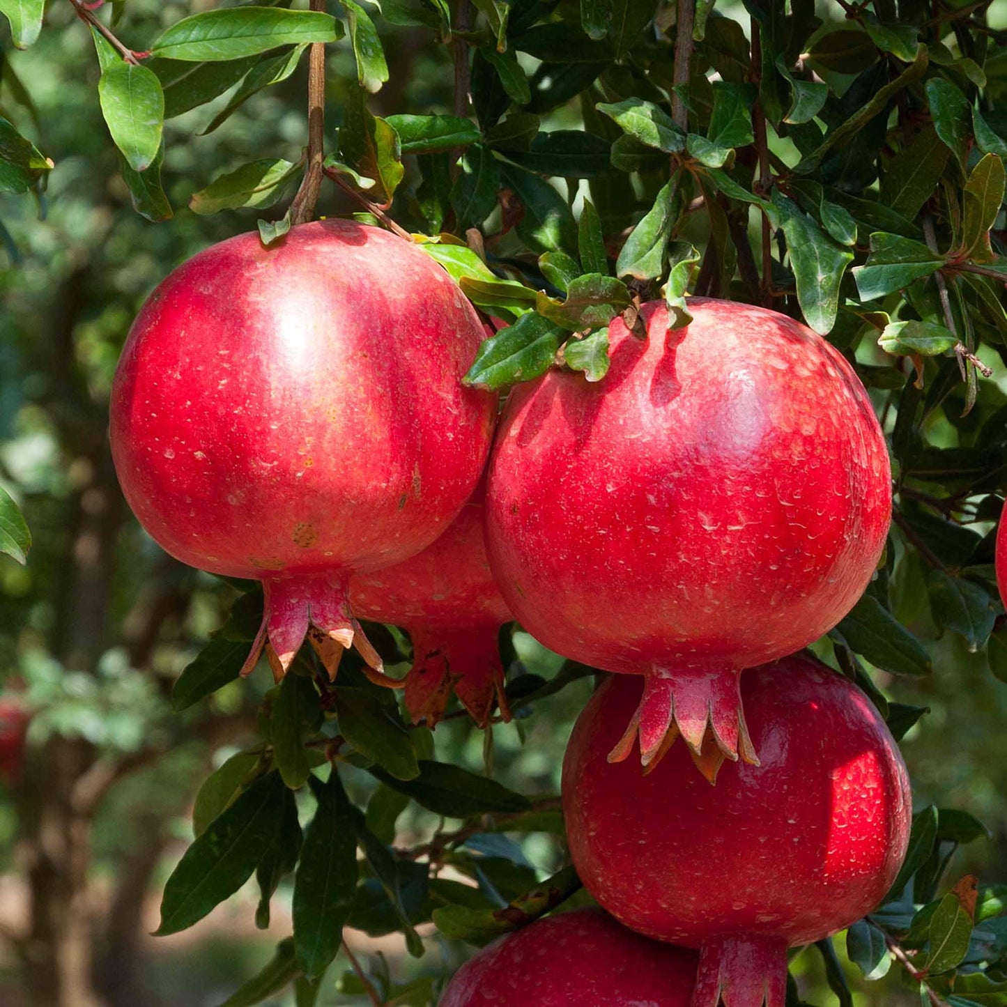 Perfect Plants Afganski Russian Pomegranate Tree in 1 Gallon Pot | Punica granatum | Sweet-Tart Red Fruit | Cold Hardy | Self-Fertile | Thrives in Zones 7-10